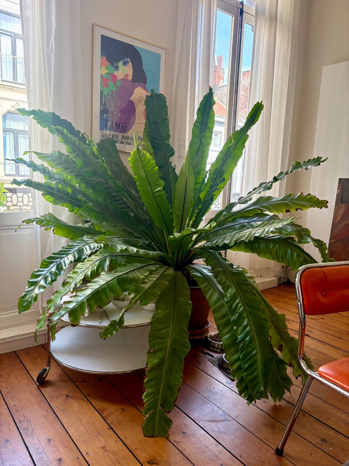 Grote asplenium nestvaren, Maison & Meubles, Plantes d'intérieur, Autres espèces, Ombre complète, En pot, Enlèvement