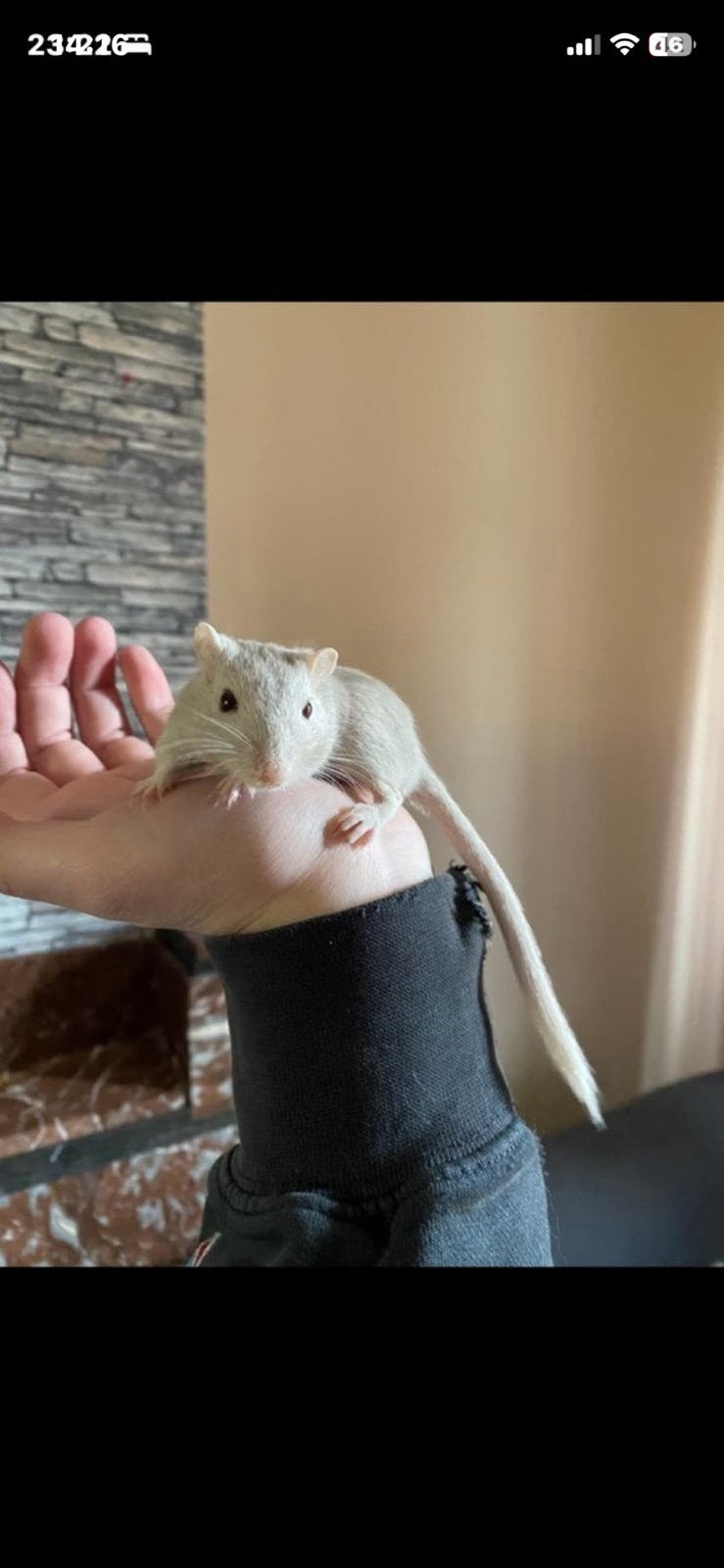 Gratis Gerbils zusjes, Animaux & Accessoires, Rongeurs, Février, Domestique, Autres types, Femelle