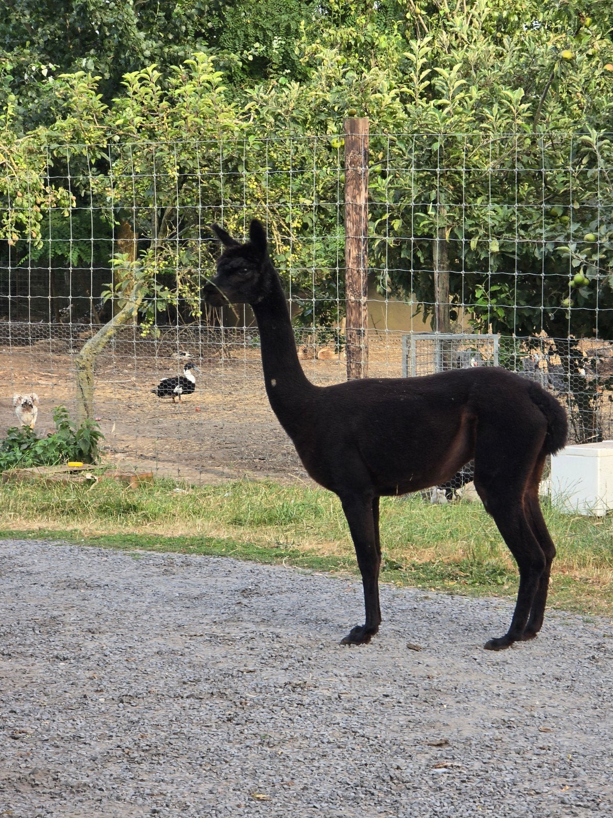 Alpaga s, Animaux & Accessoires, Animaux Autre, Mai, Plusieurs animaux