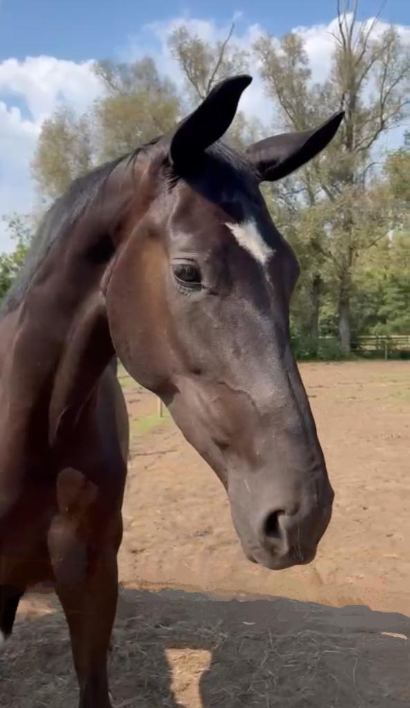 Vervroegd pensioen voor 5 jarige merrie als weidemaatje, Merrie, 175 cm of meer, Met stamboom, 3 tot 6 jaar