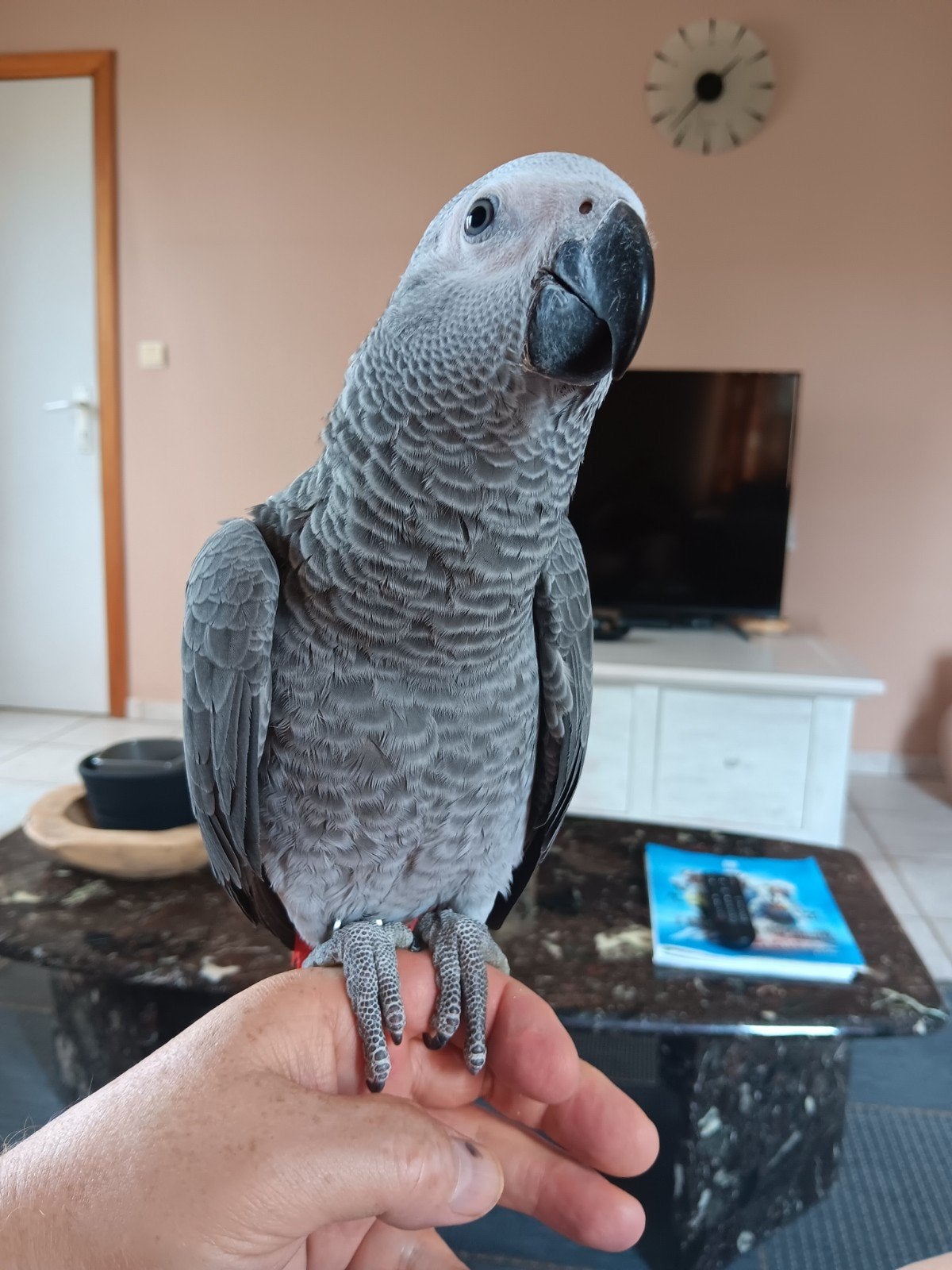 Gris gabon, Femelle, Perroquet, Domestique