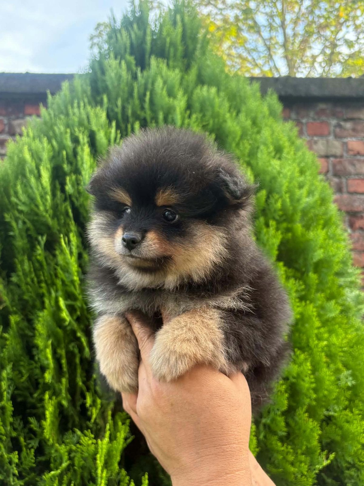 Pomeriaan puppy, Dieren en Toebehoren, België, Fokker | Hobbymatig, Reu, 8 tot 15 weken