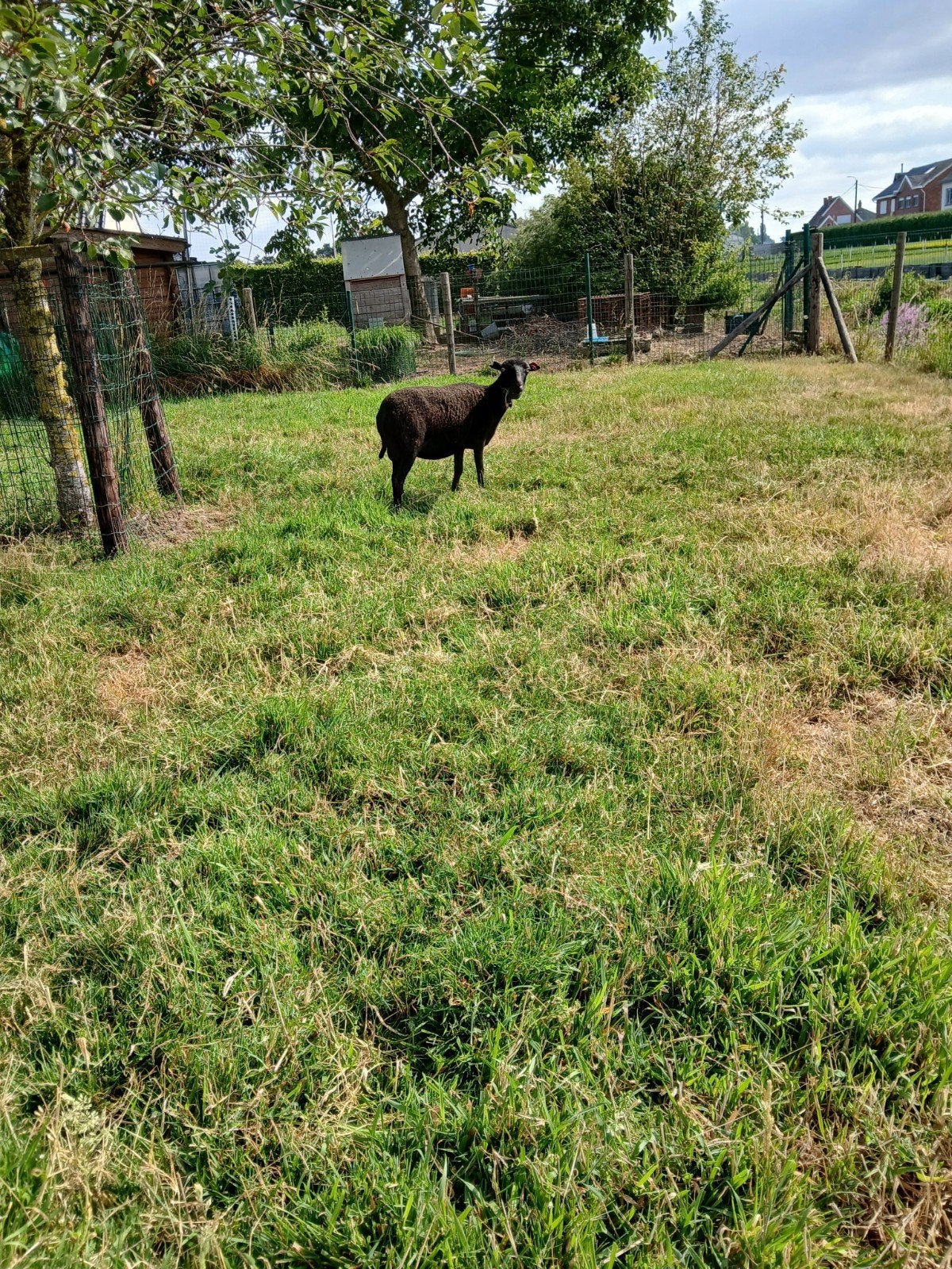 Ouessant ooitje