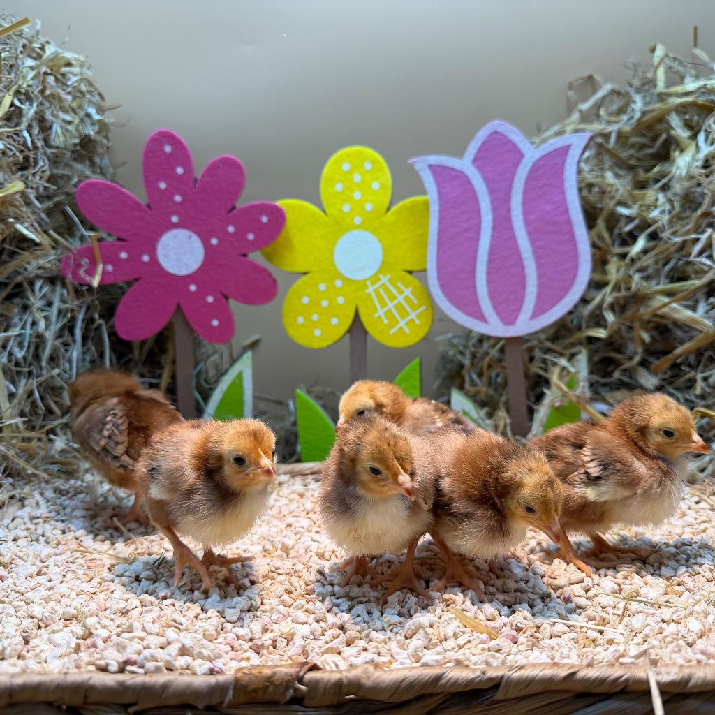 Tamme Rhode Island Red kriel kuikens gesekst & ingeënt, Dieren en Toebehoren, Pluimvee, Vrouwelijk, Kip