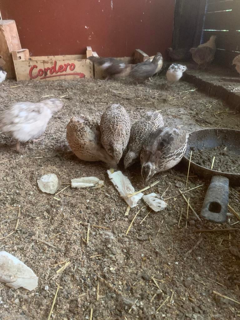 Kwartel mannetjes, Dieren en Toebehoren, Mannelijk, Overige soorten