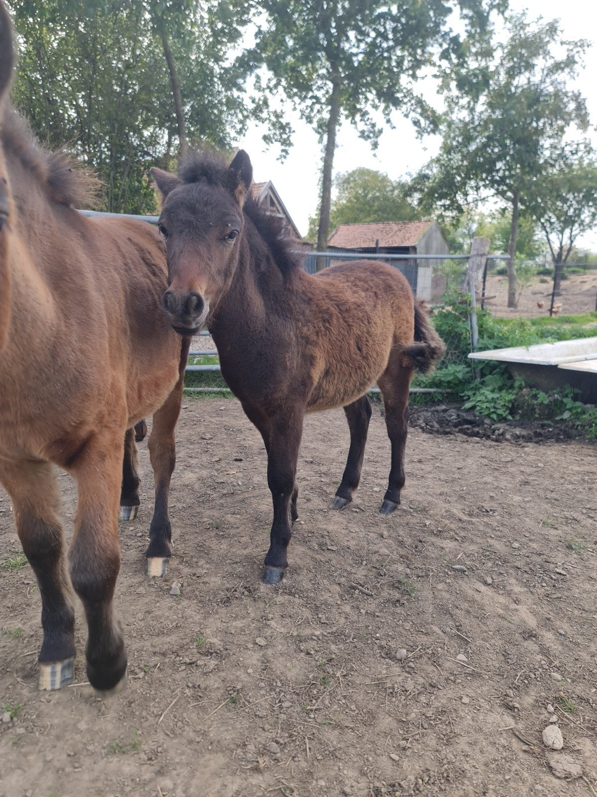 hengst veulen shetland grote maat, M, Poney de récréation, Étalon, 0 à 2 ans