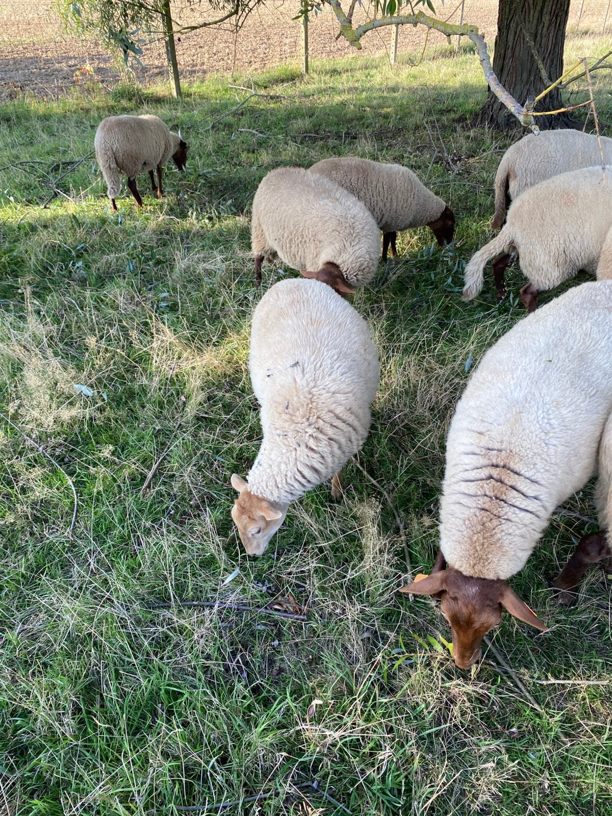 Ooien ardeense voskop, Dieren en Toebehoren