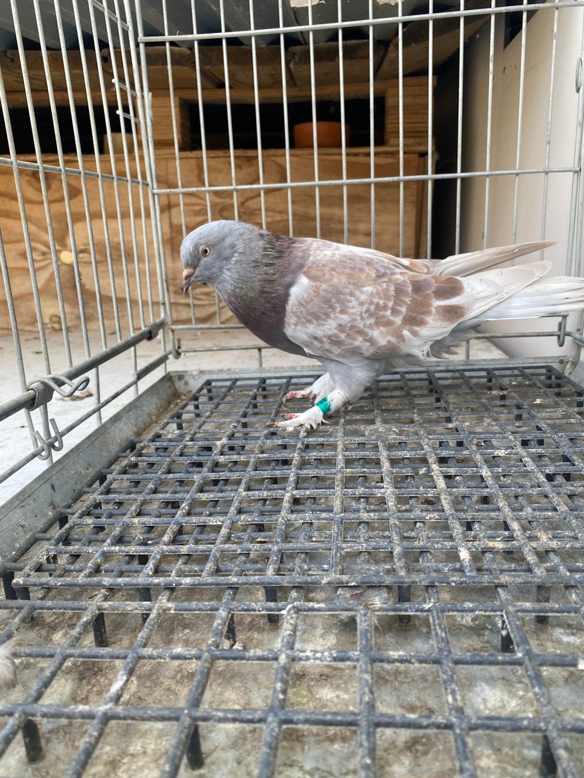 Takla sekeri Mannelijk, Dieren en Toebehoren, Mannelijk
