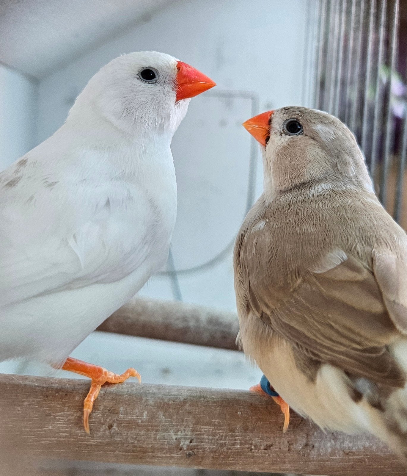 Koppel zebravinken, Tropenvogel, Geringd