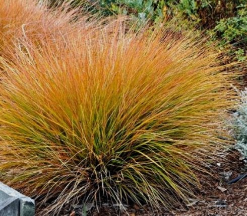 Carex 'Prairie fire', Tuin en Terras, Ophalen, Vaste plant, Siergrassen, Halfschaduw