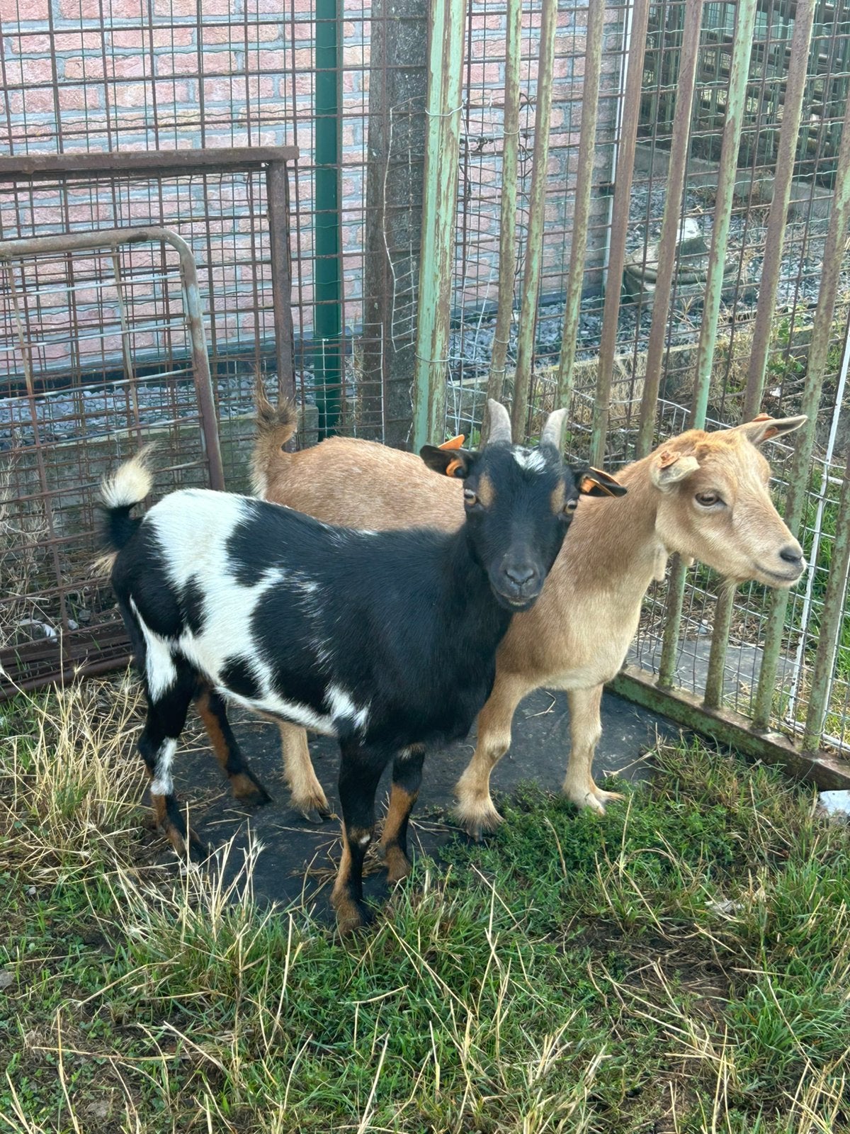 2 mooie vrouwelijke dwerggeitjes, Dieren en Toebehoren, Vrouwelijk, Geit, 0 tot 2 jaar