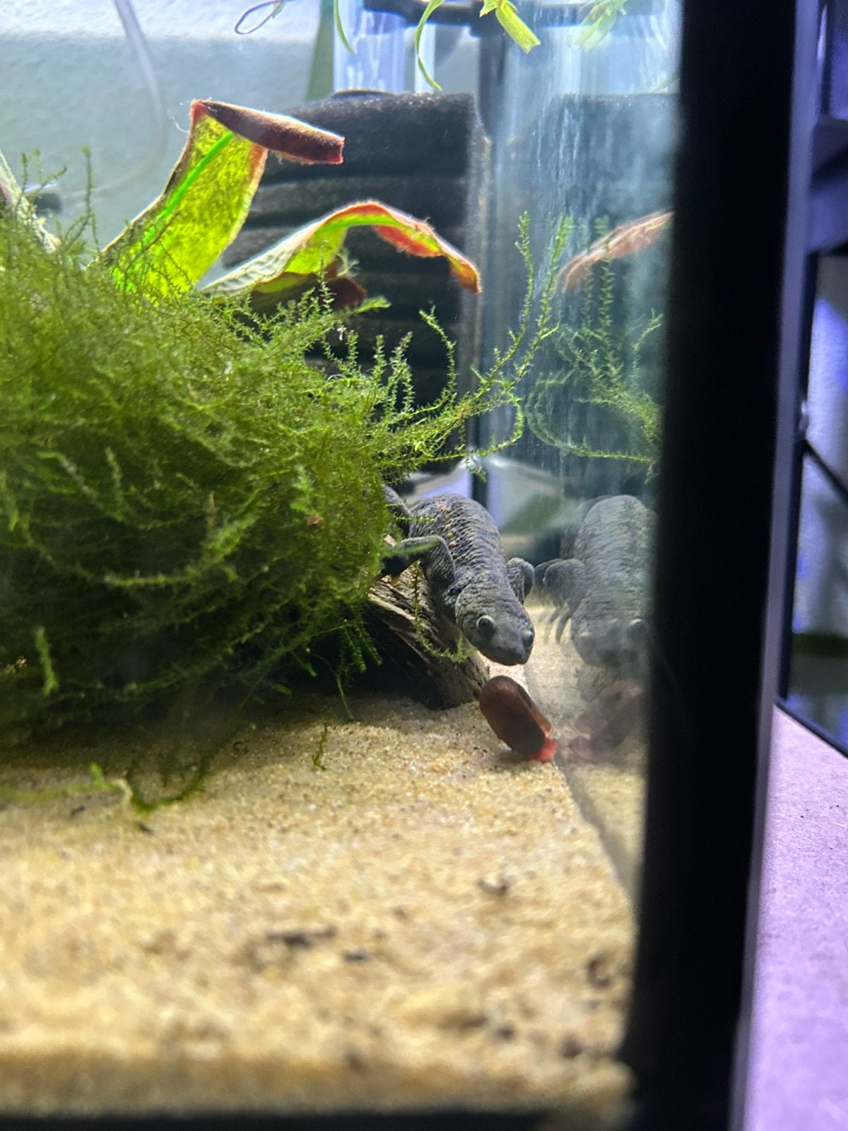 Spaanse ribbensalamanders, Dieren en Toebehoren