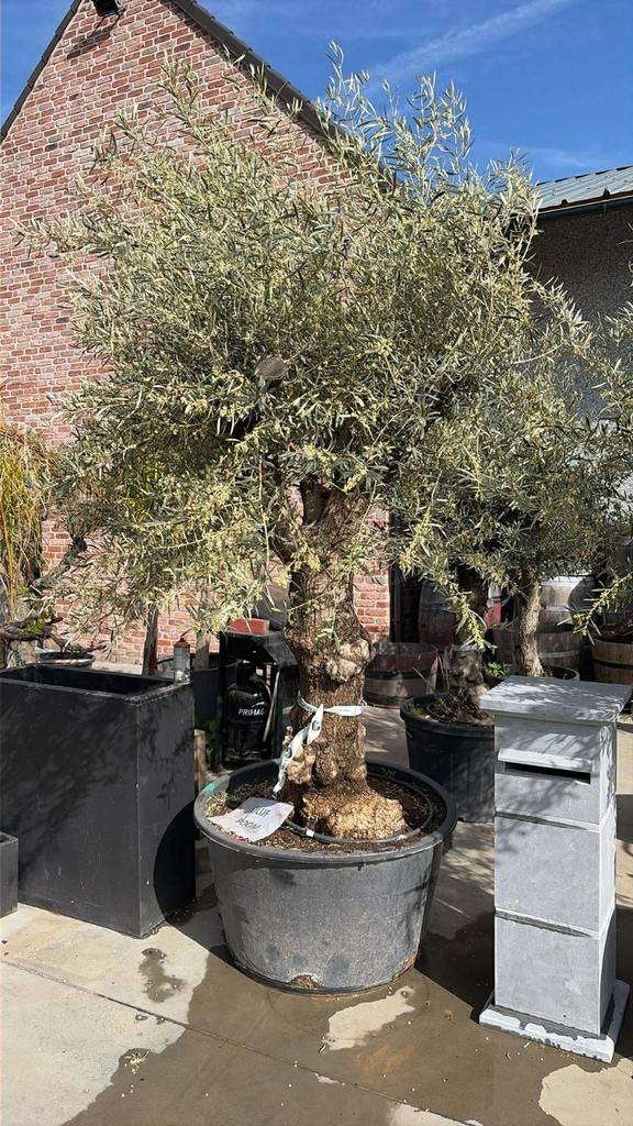 ‼️olijfbomen olea europaea aan stuntprijzen ‼️, Enlèvement