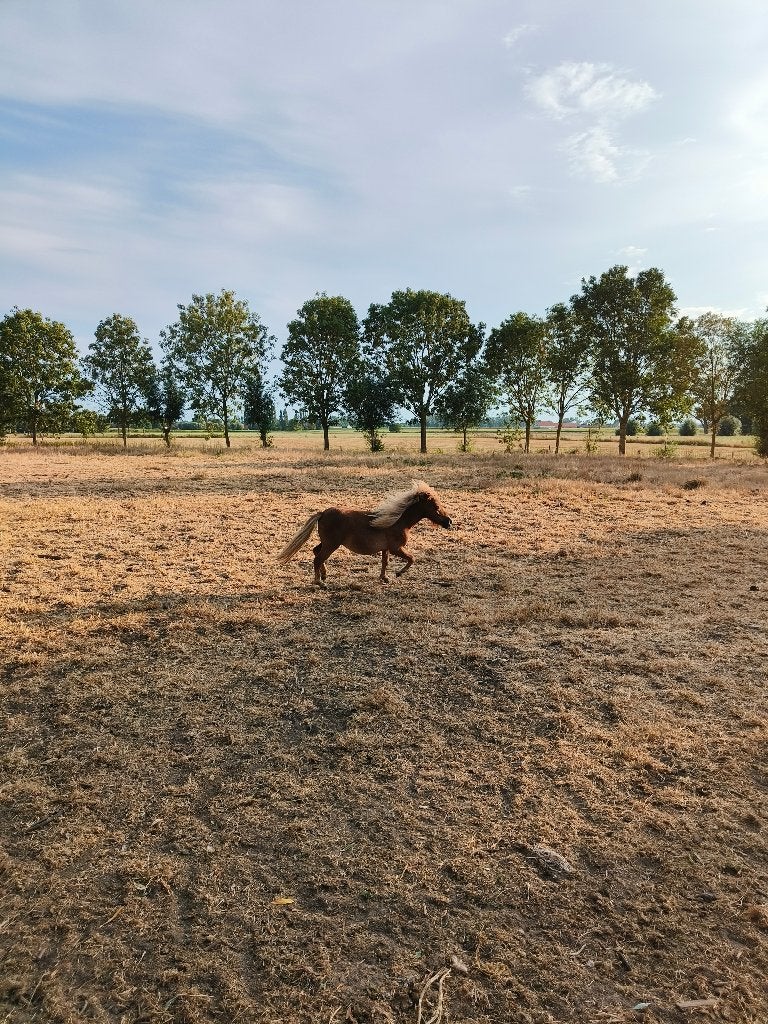shetlandpony, Étalon, Ne s'applique pas, Avec pedigree, 0 à 2 ans