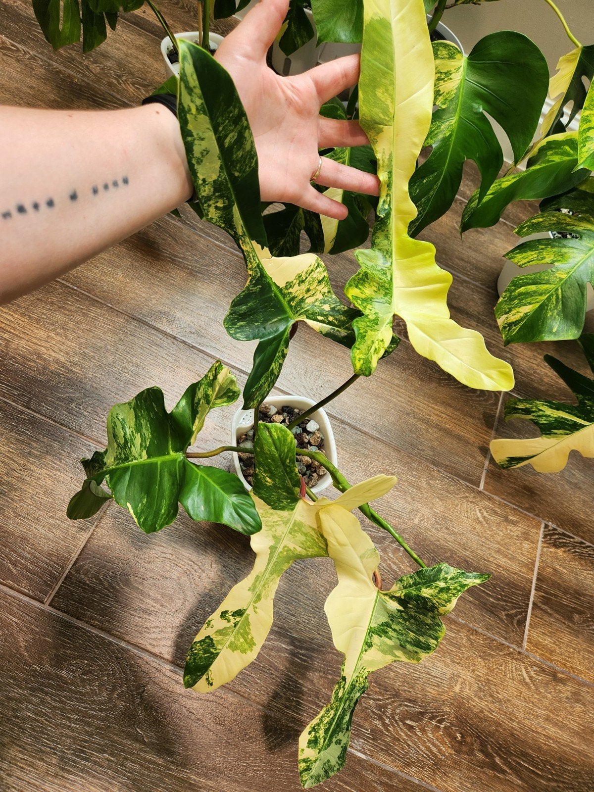 Philodendron Florida Beauty X Mayoi, Maison & Meubles, Plantes d'intérieur, Enlèvement ou Envoi