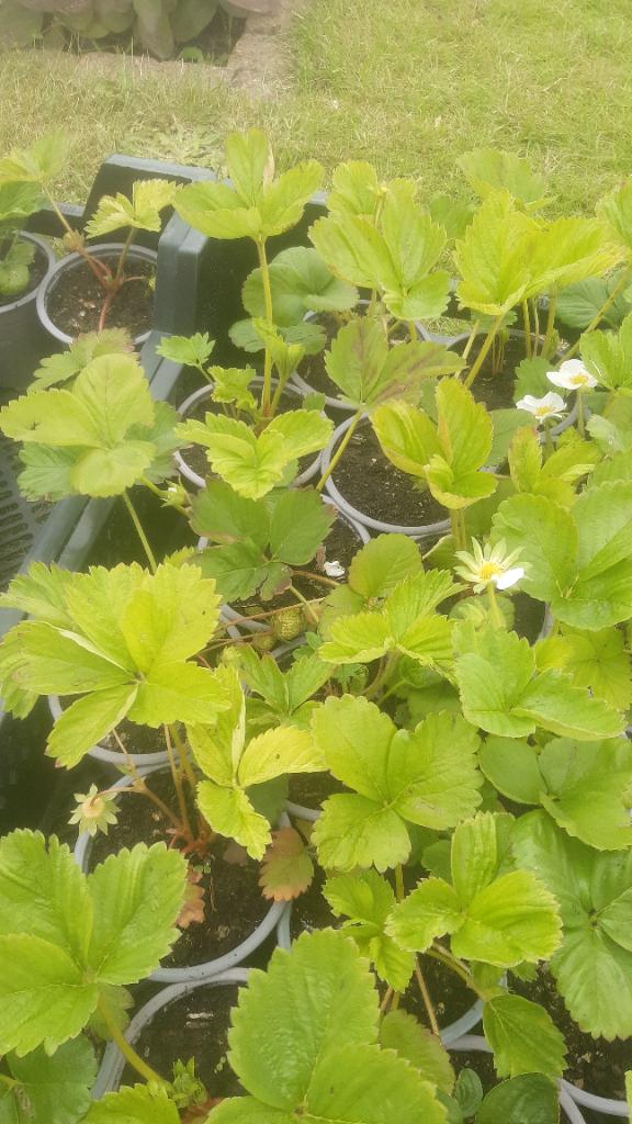 Aardbeienplanten (per stuk of 34pl voor 25€), Tuin en Terras, Planten | Tuinplanten, Ophalen, Vaste plant, Fruitplanten, Volle zon