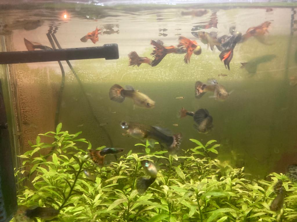 Guppy’s, Dieren en Toebehoren, Vissen | Aquariumvissen