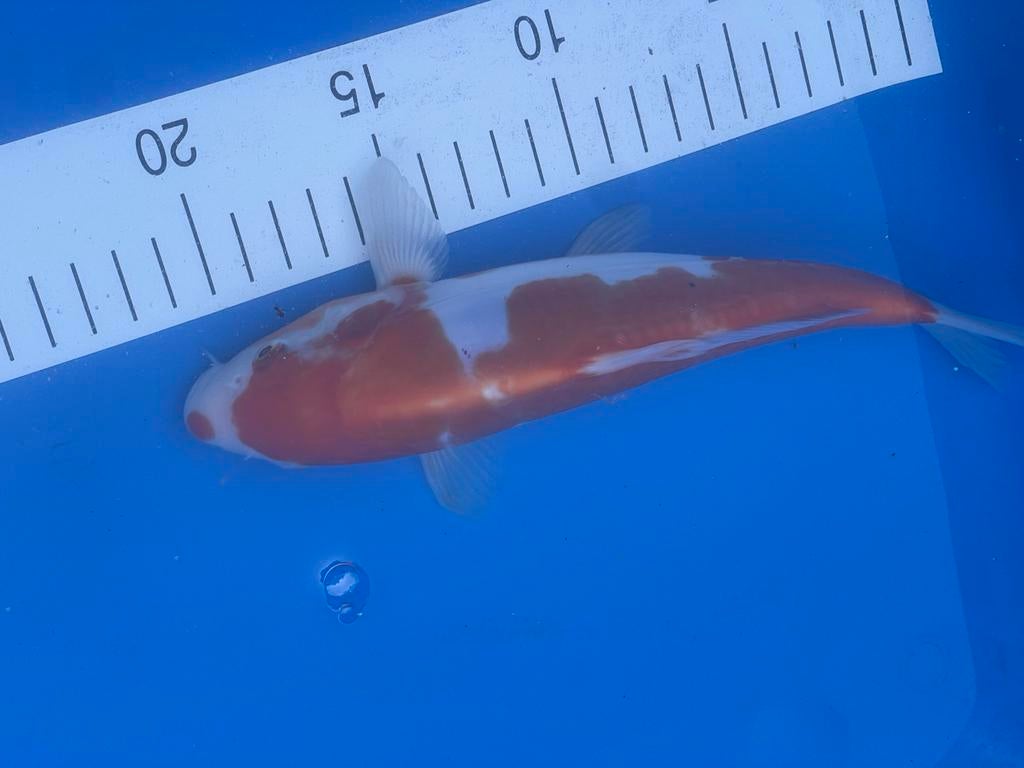 Japanse koi Doitsu Kohaku