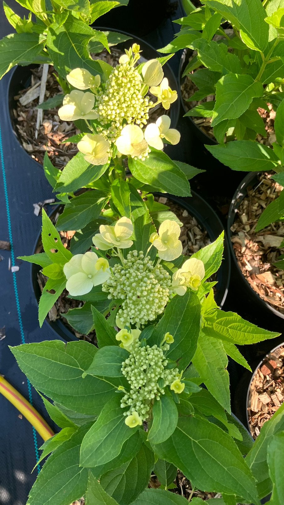 Hortensia, Jardin & Terrasse, Autres espèces, Plein soleil, Été, Enlèvement