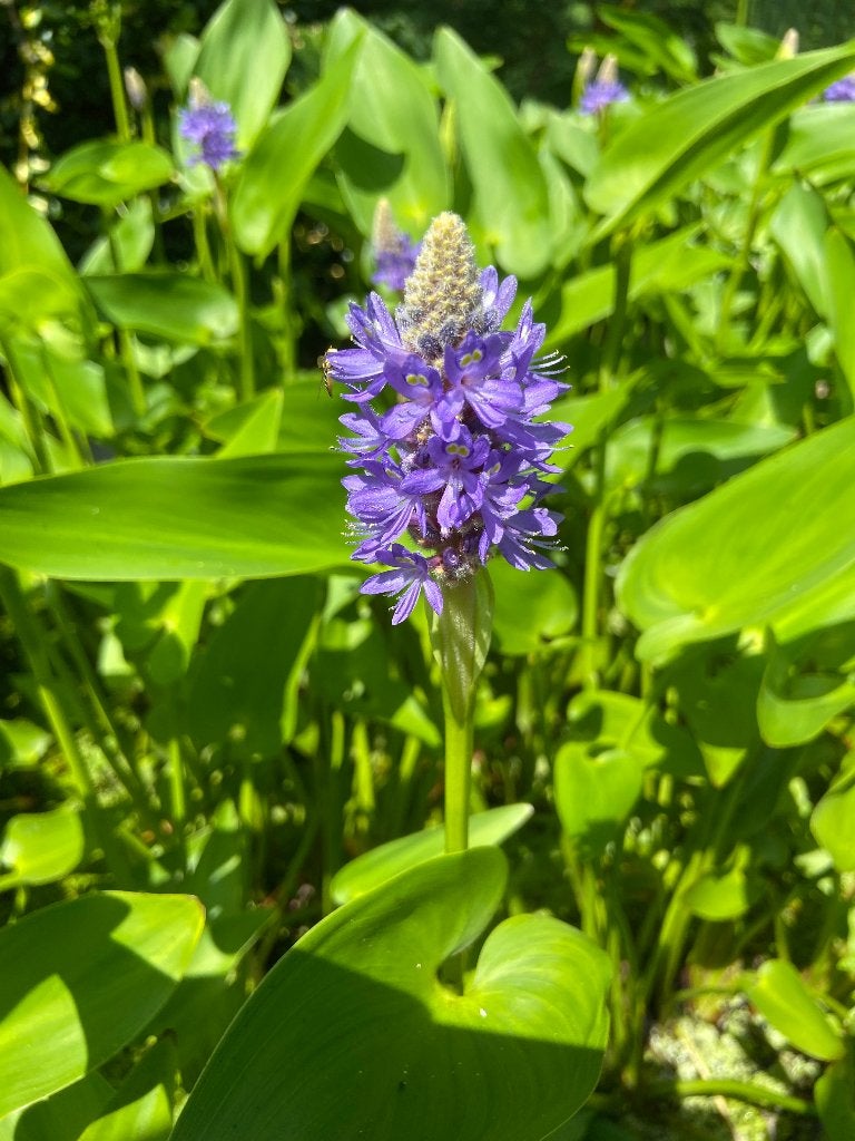 Waterplanten, Enlèvement, Neuf, Autres types