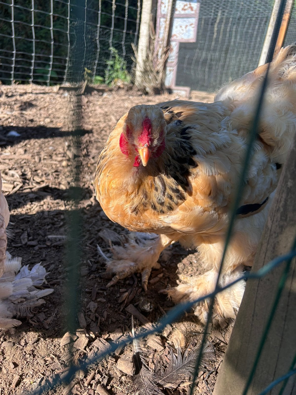 Brahma buff hen, Meerdere dieren, Kip
