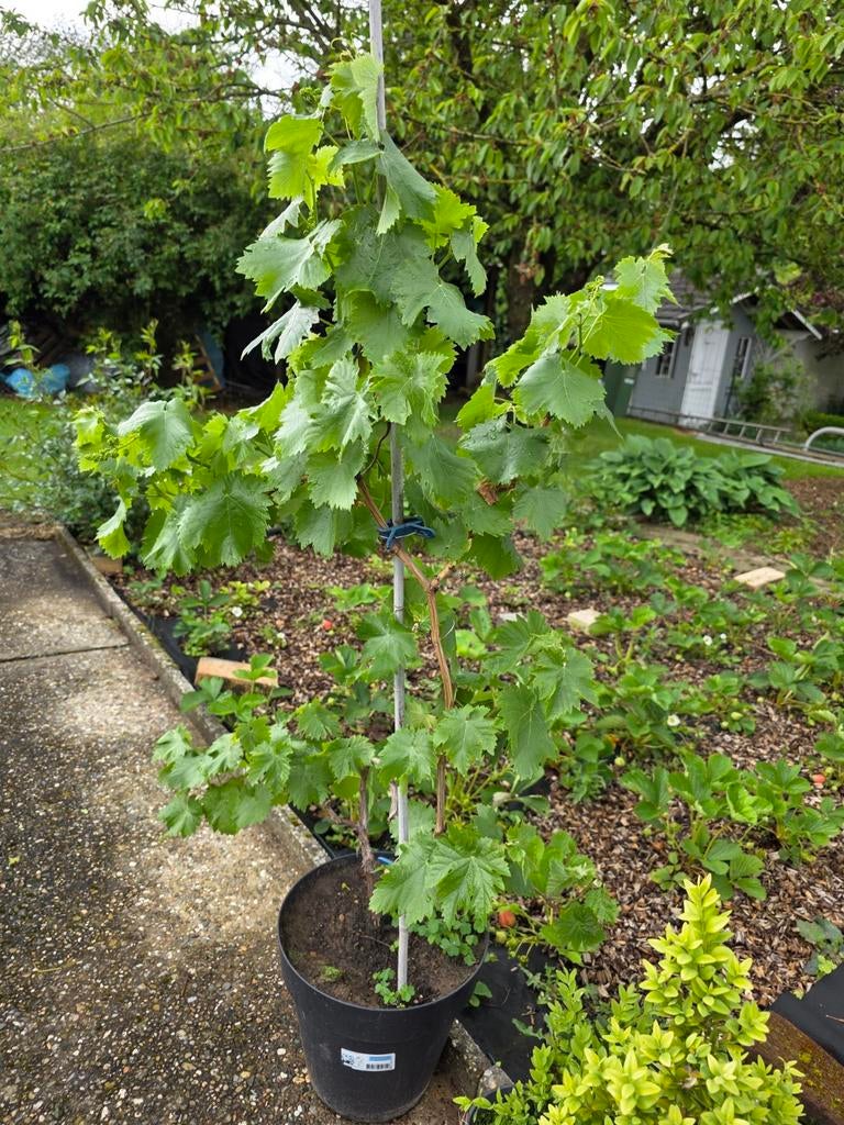 Pied de vigne
