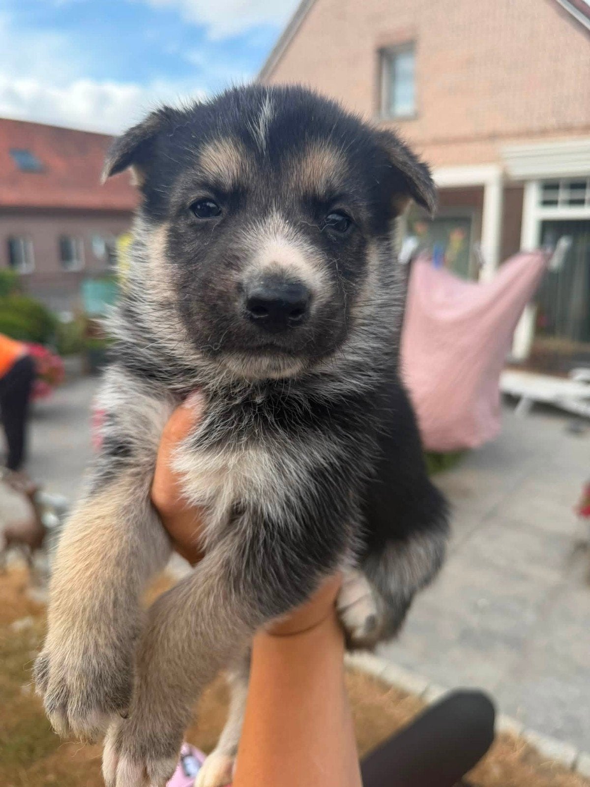 Belle portée de chiots Shepski, Animaux & Accessoires, Chiens | Sans pedigree, Plusieurs, Hépatite contagieuse (maladie de Rubarth)