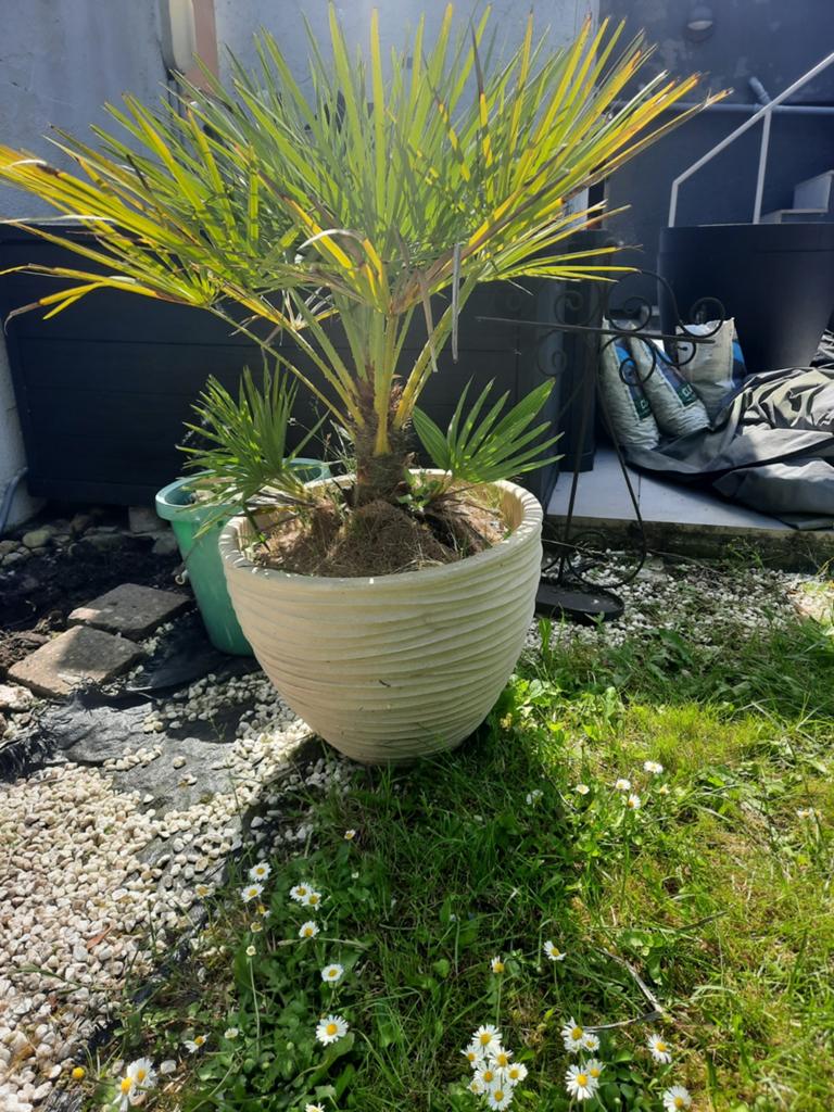 Palmier nain en forme d'éventail (Chamaerops humilis), Jardin & Terrasse, Enlèvement