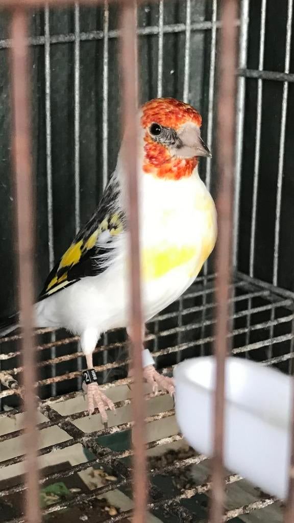 Chardonneret agathe, Femelle, Oiseau tropical, Bagué