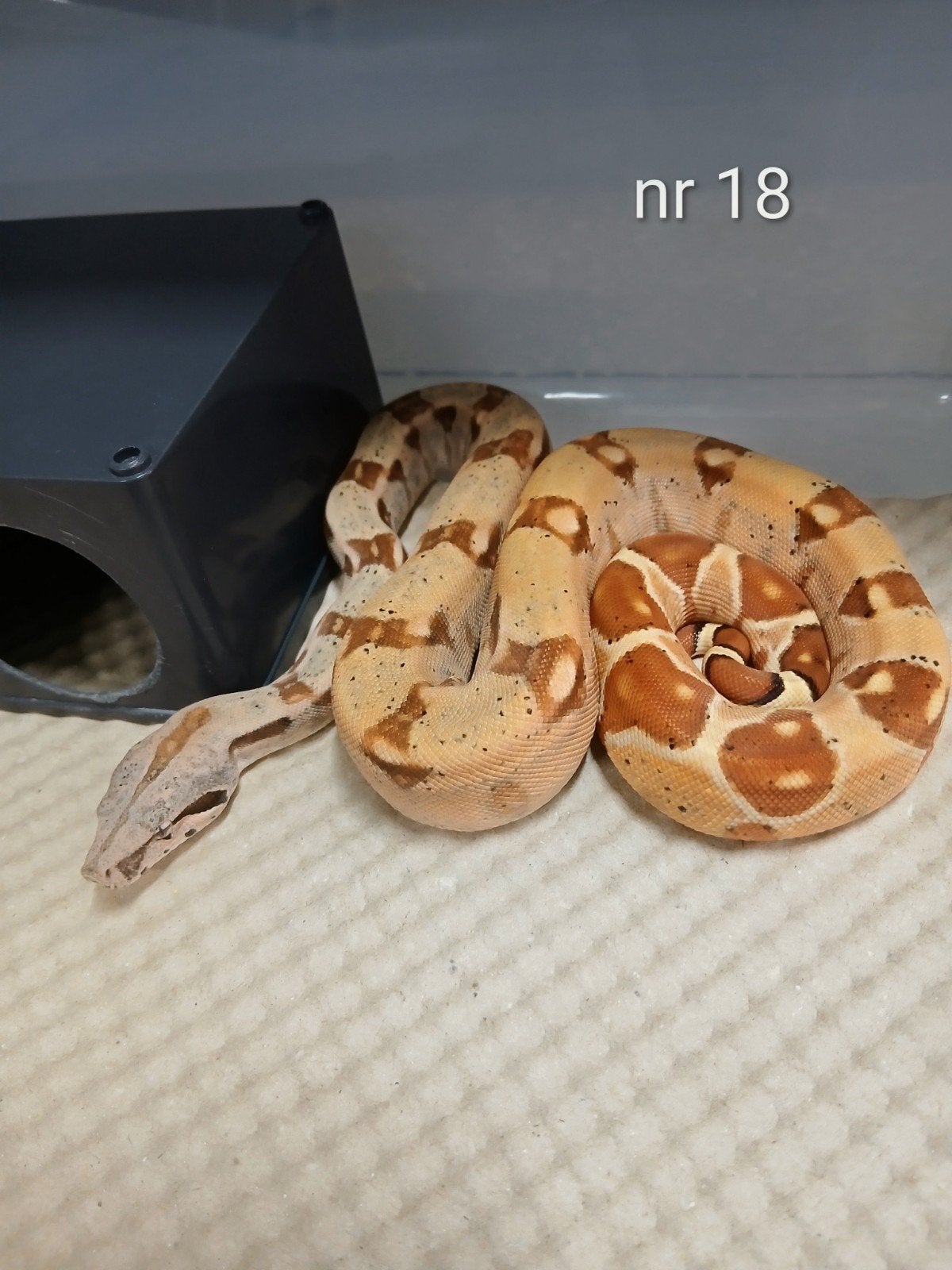 7 schitterende Boa Bci nakweekjes 2026, Animaux & Accessoires, Reptiles & Amphibiens, Serpent, Domestique, 0 à 2 ans