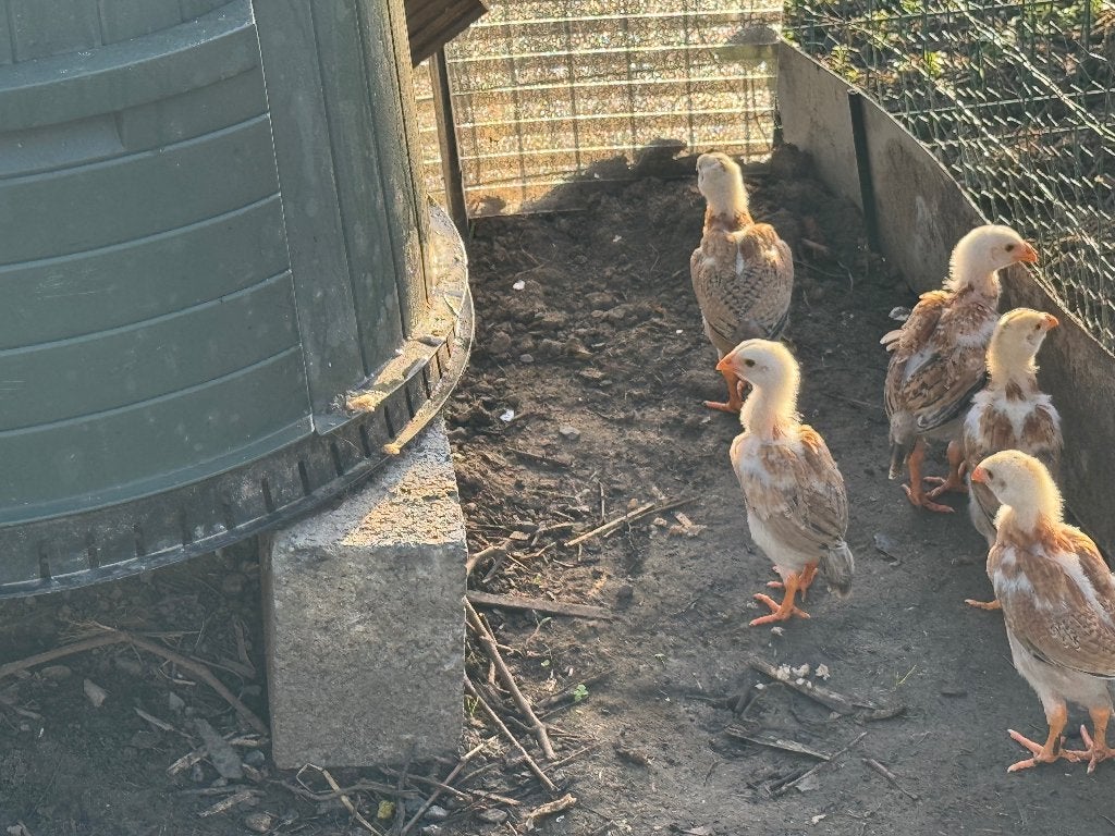 maleierkuikens 6 weken oud, Geslacht onbekend, Kip