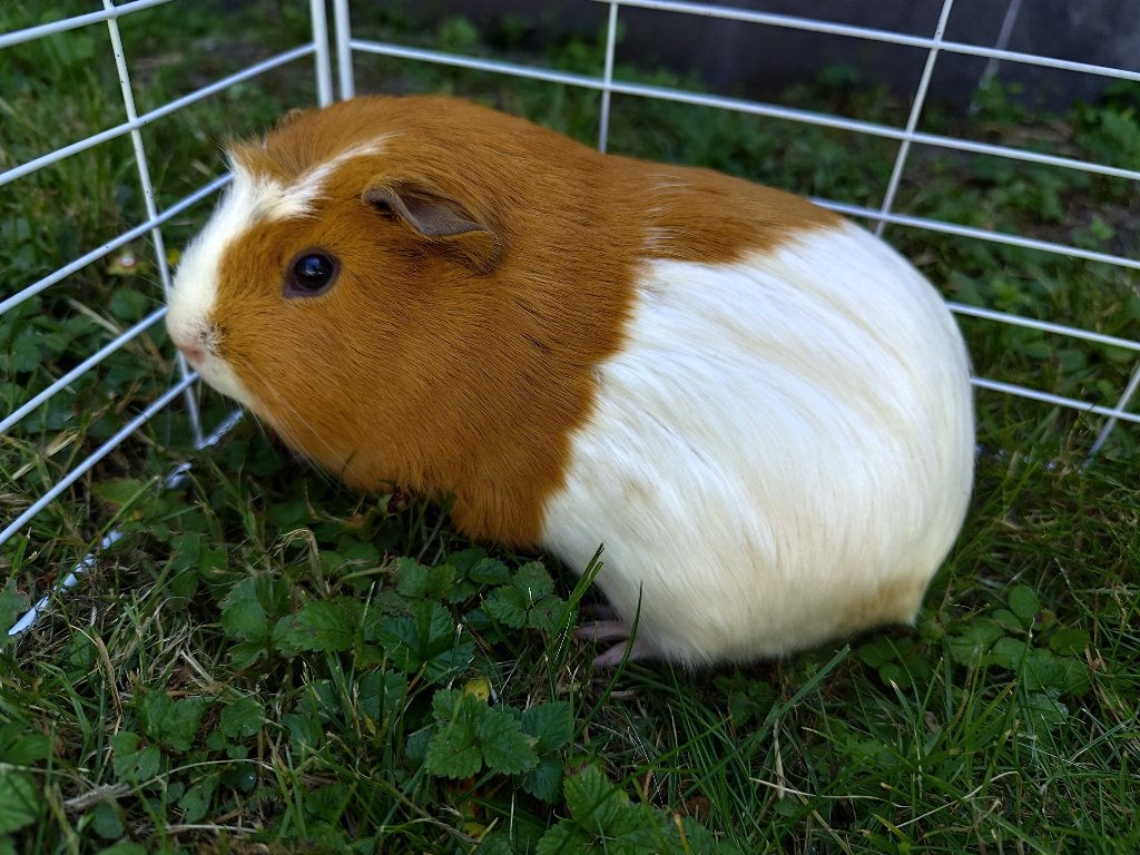 Cavia koppel, Februari, Meerdere dieren, Cavia