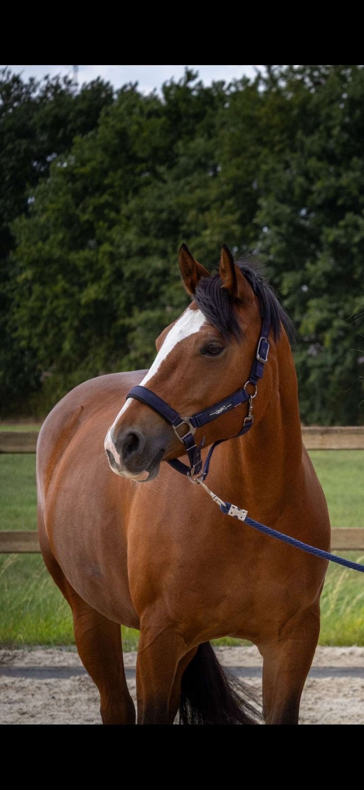 Super knappe brave Freiberger merrie te koop ❤️, Moins de 160 cm, Avec pedigree, L, Jument