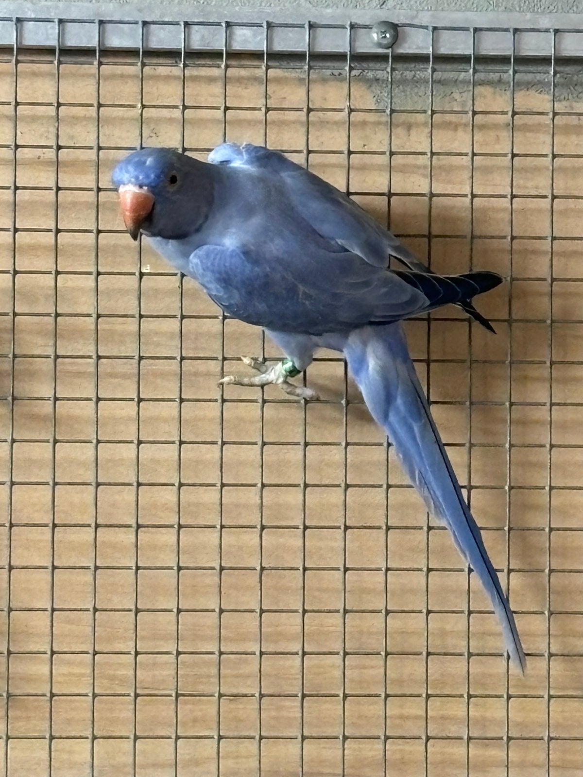 Jonge Halsband parkiet, Plusieurs animaux, Perruche, Bagué