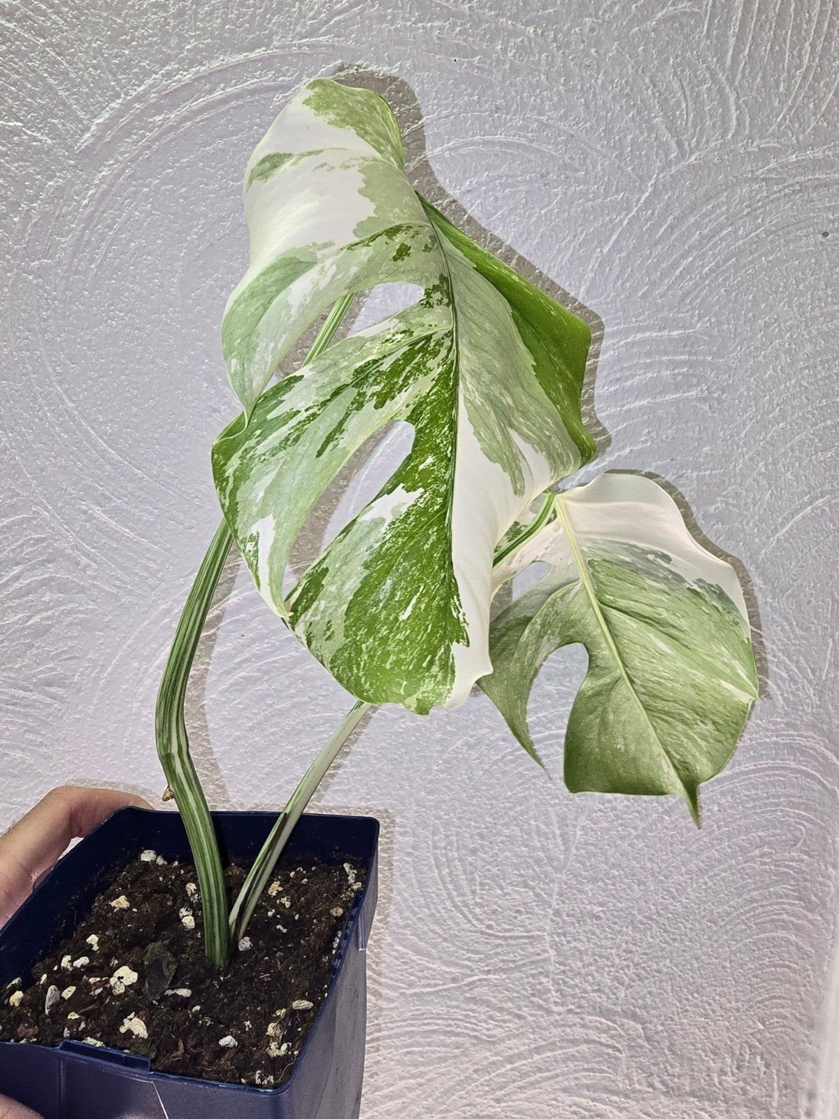 Monstera Albo Variegata

Te koop: mooie Monstera Albo, Enlèvement