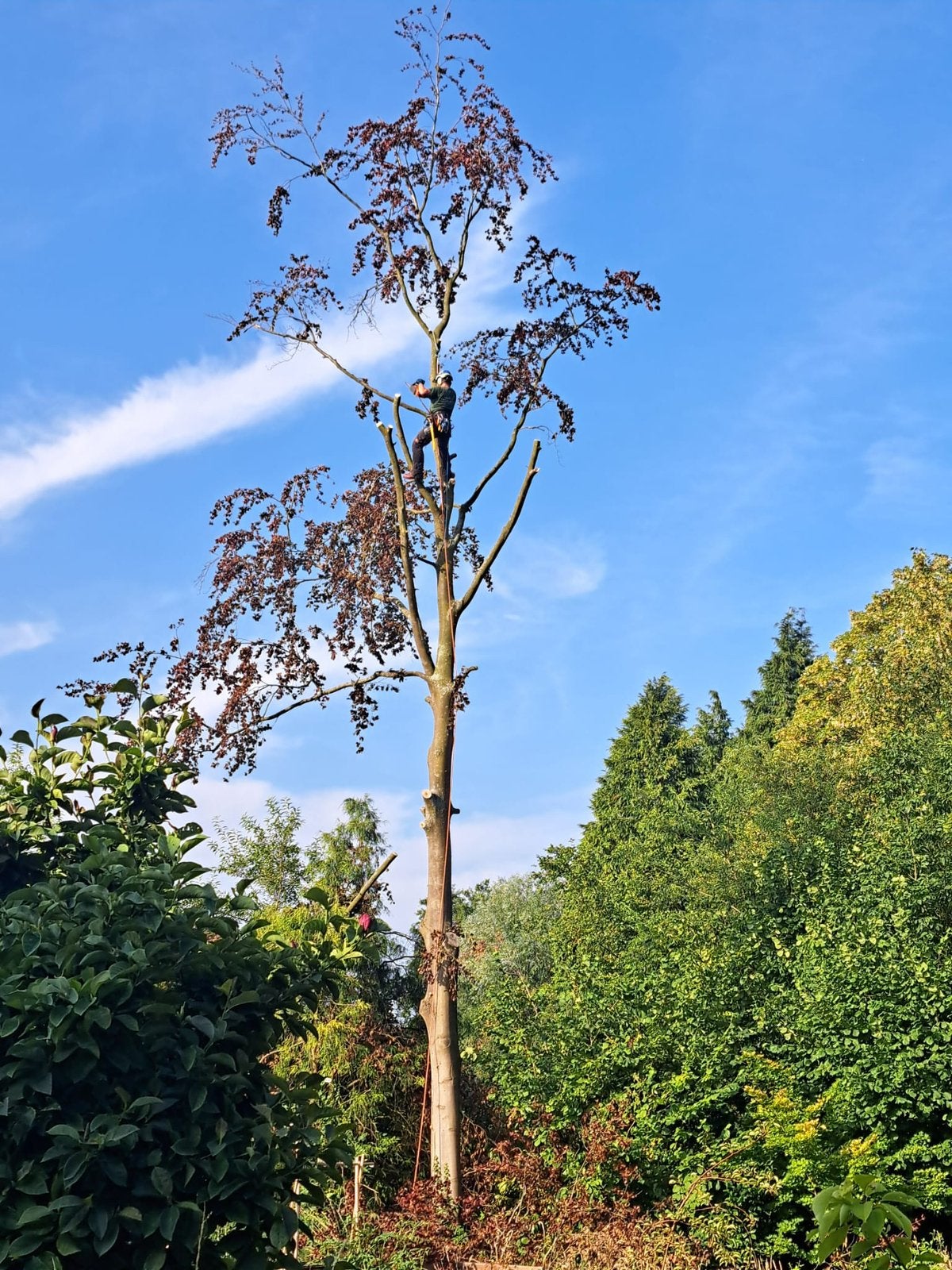 Vellen en snoeien van alle bomen, Enlèvement