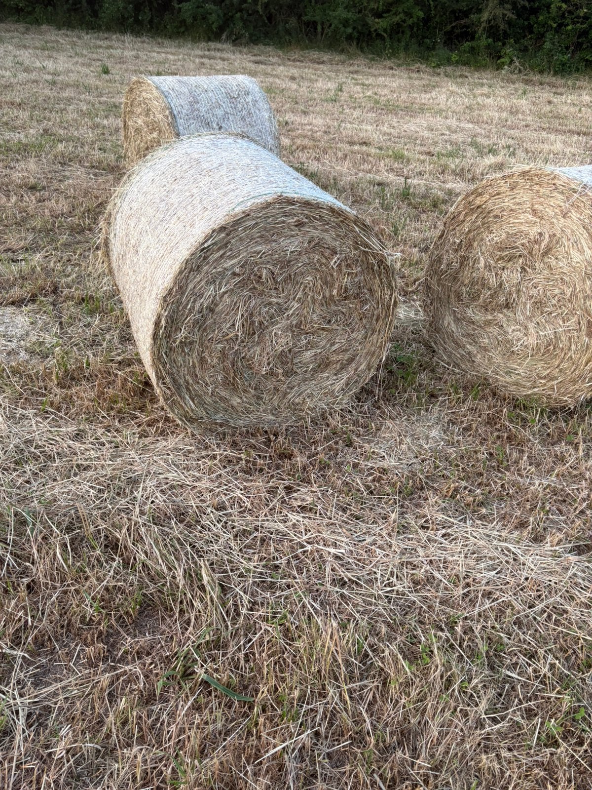Foin a vendre, Articles professionnels, Agriculture | Aliments pour bétail, Enlèvement
