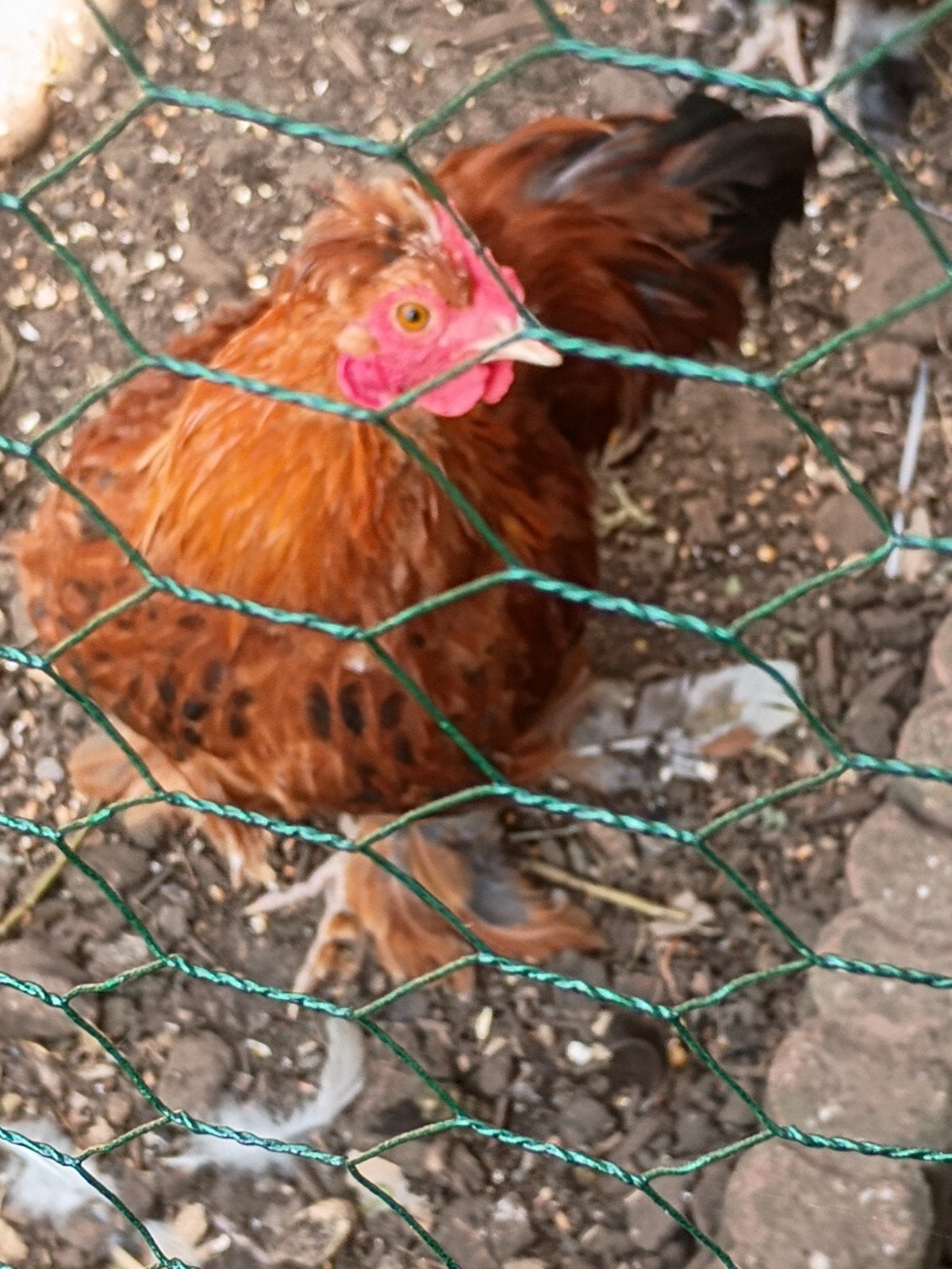 Criel cochin kuikens, Dieren en Toebehoren, Pluimvee