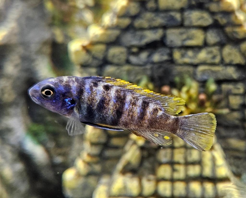 Labeotropheus trewavasae ob malawi cichliden, Vis, Zoetwatervis