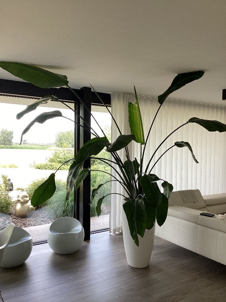 Kamerplant, Maison & Meubles, Plantes d'intérieur, Plante verte, Enlèvement, En pot, 200 cm ou plus