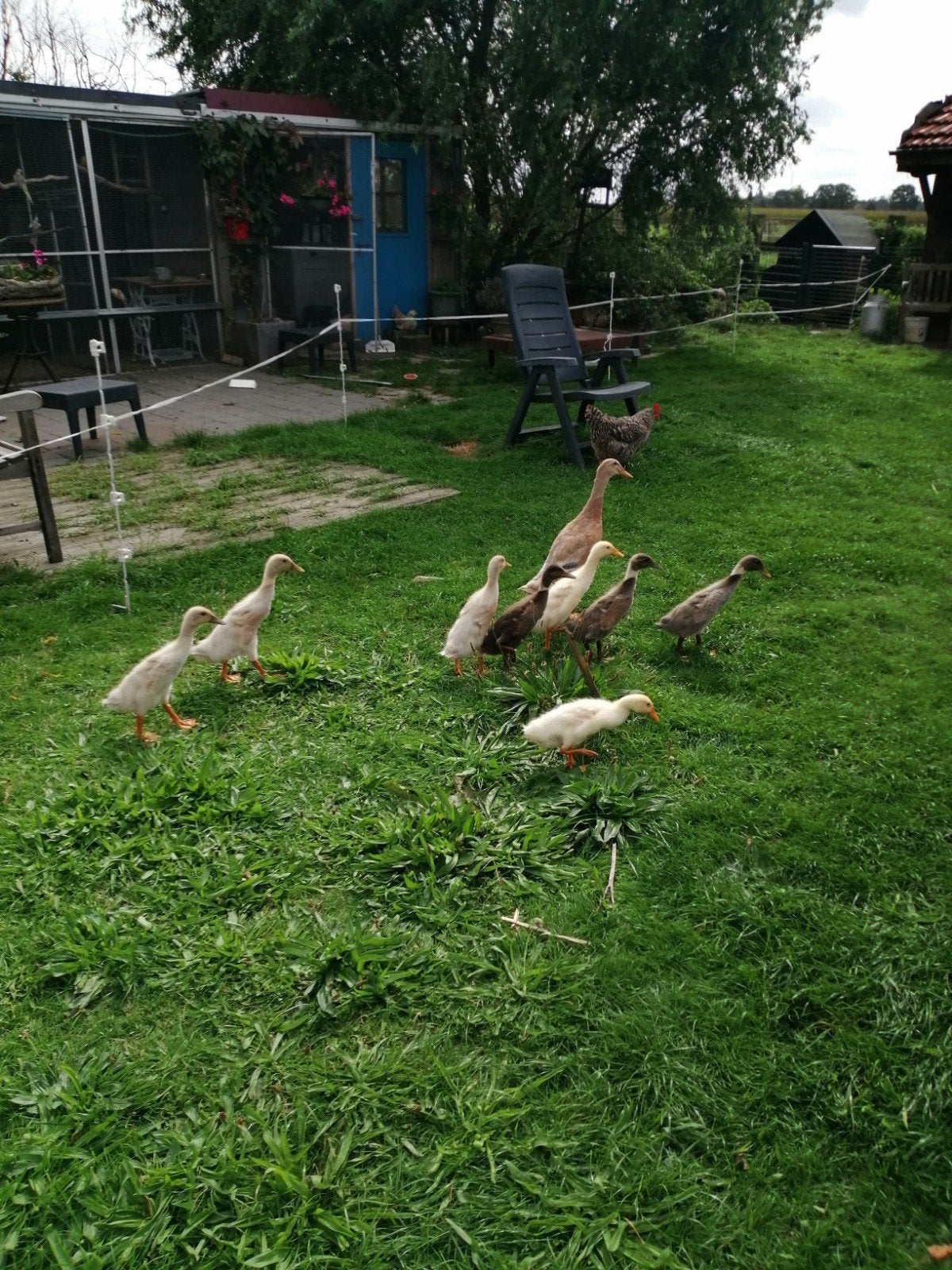 Indische loopeenden te koop, Poule ou poulet