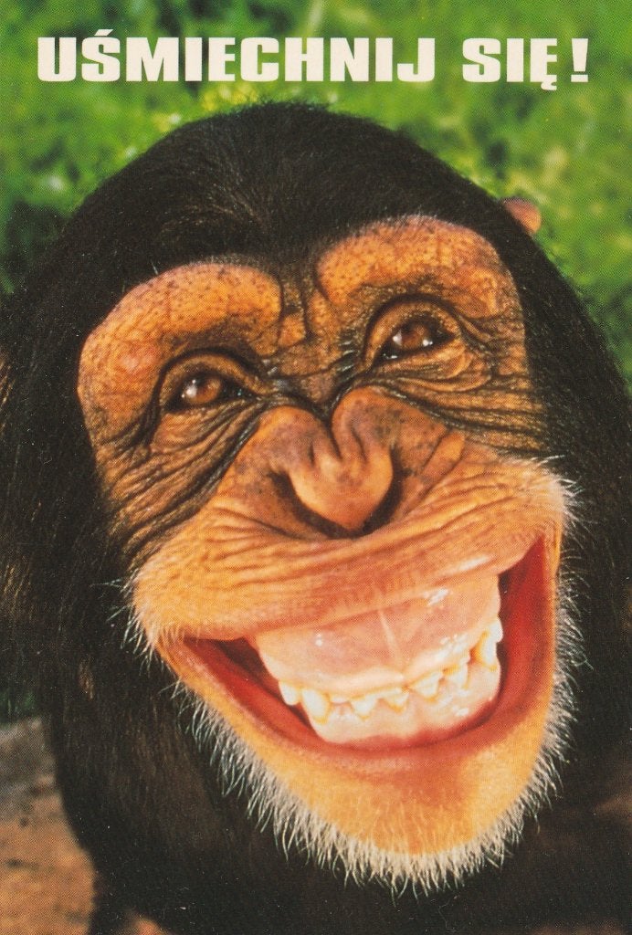 CHIMPANSEE  LACHT, Verzamelen, Postkaarten | Dieren, Ophalen of Verzenden, Ongelopen, Wild dier