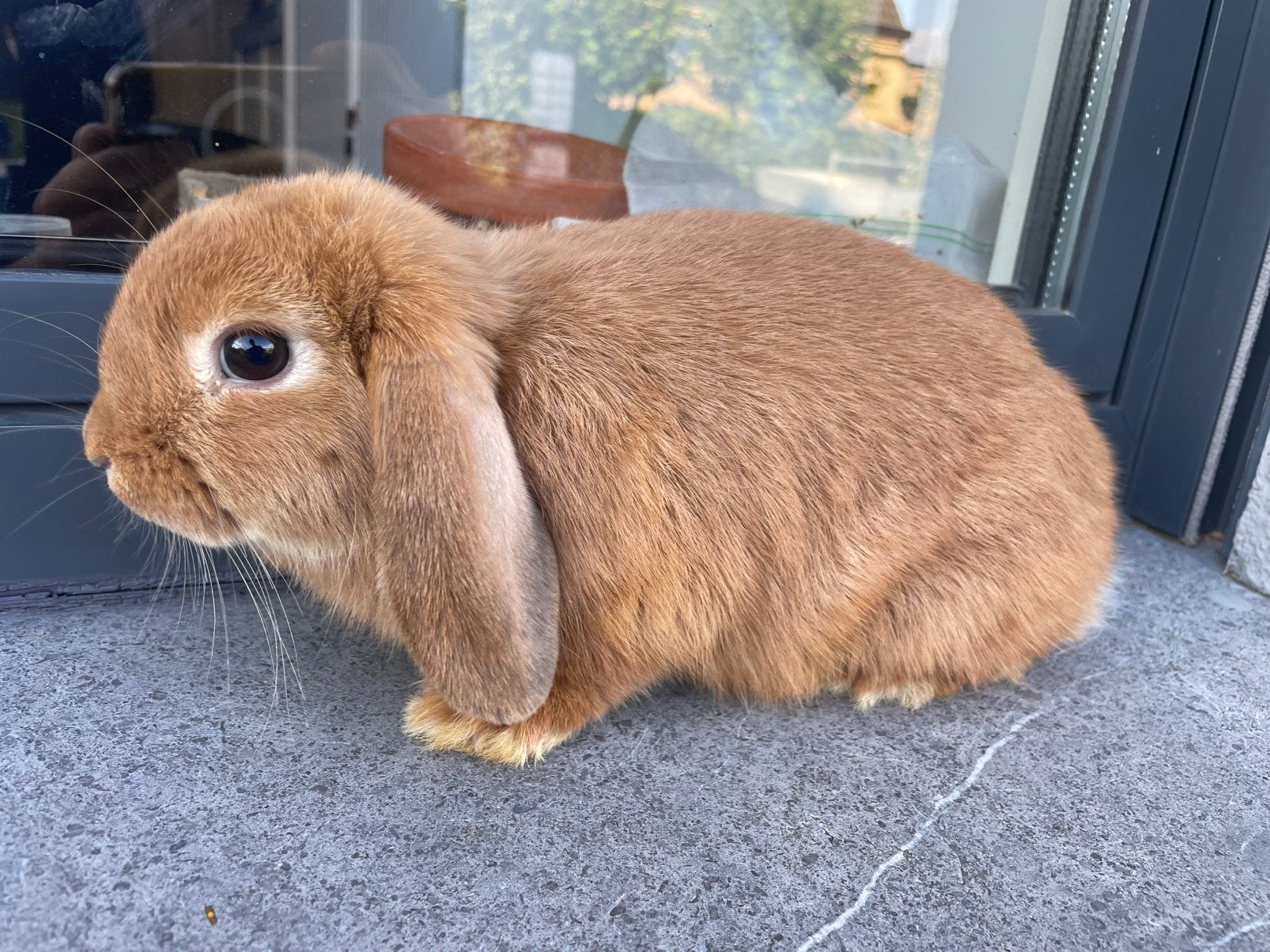 Minilop konijntje, Dieren en Toebehoren, Konijnen