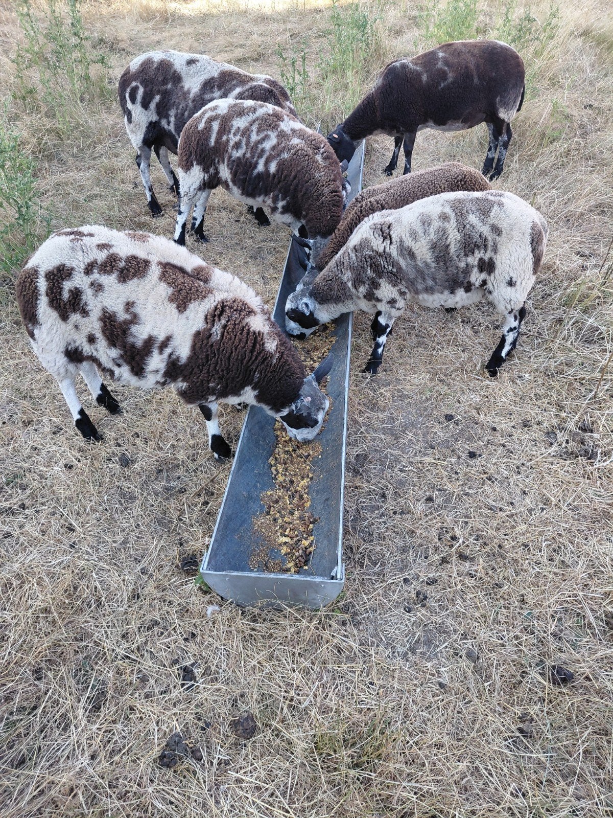 4 baggerbonte lammeren 2ooien 2rammen, Dieren en Toebehoren, Schapen, Geiten en Varkens, Meerdere dieren, Schaap