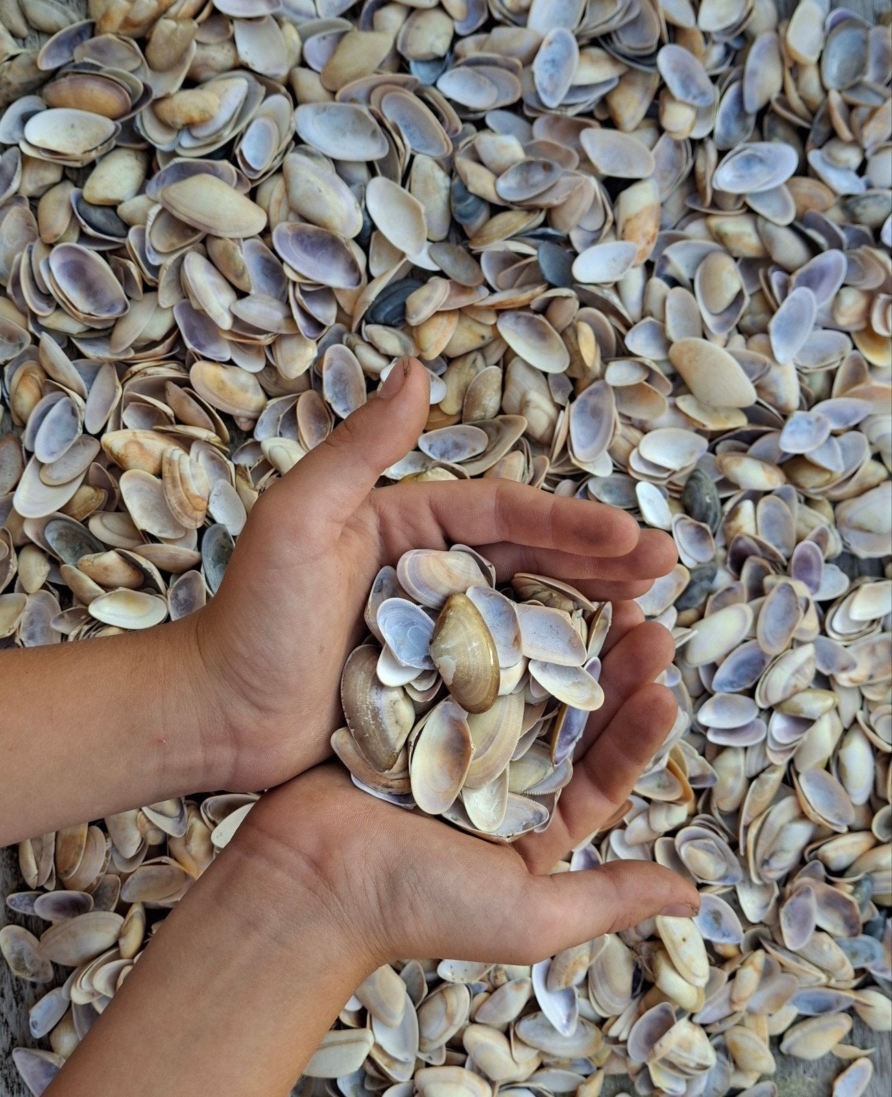 1000 zaagjes om strandbloemen te kopen, Ophalen of Verzenden, Nieuw
