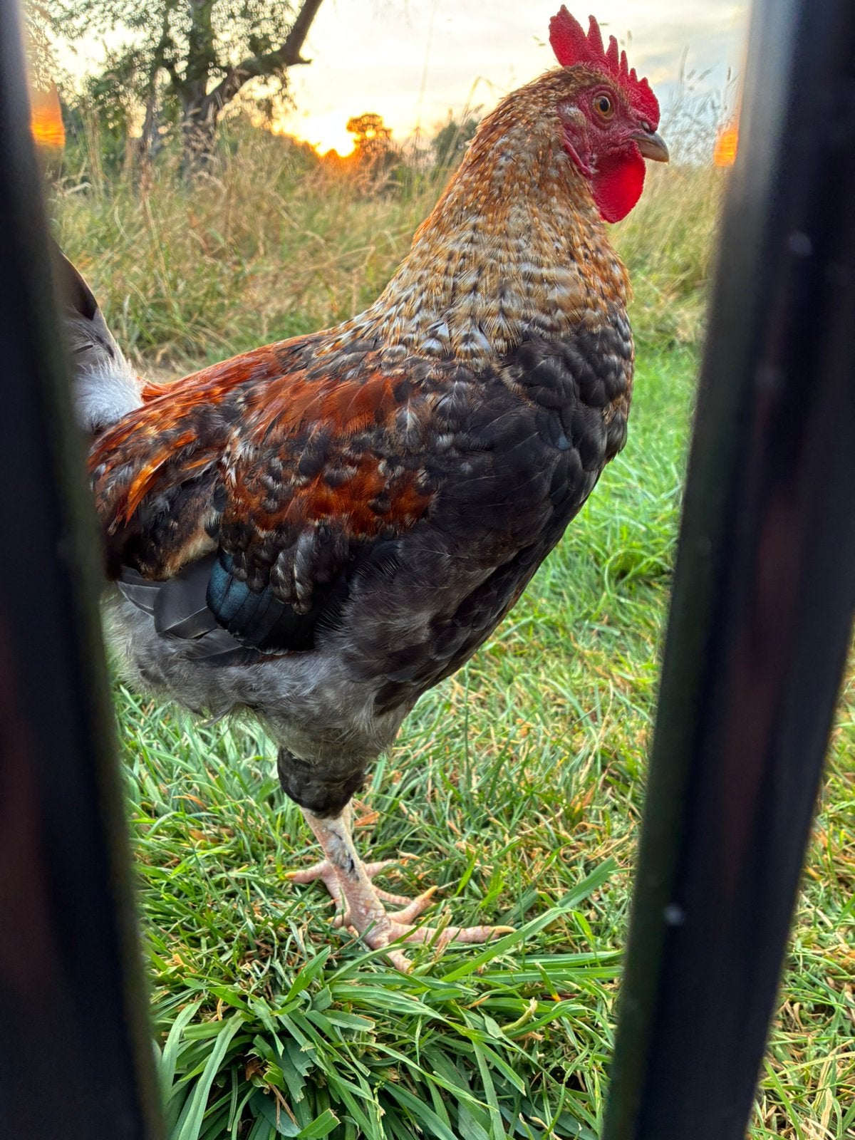Coloriste Coq, Animaux & Accessoires, Volatiles, Mâle, Poule ou poulet