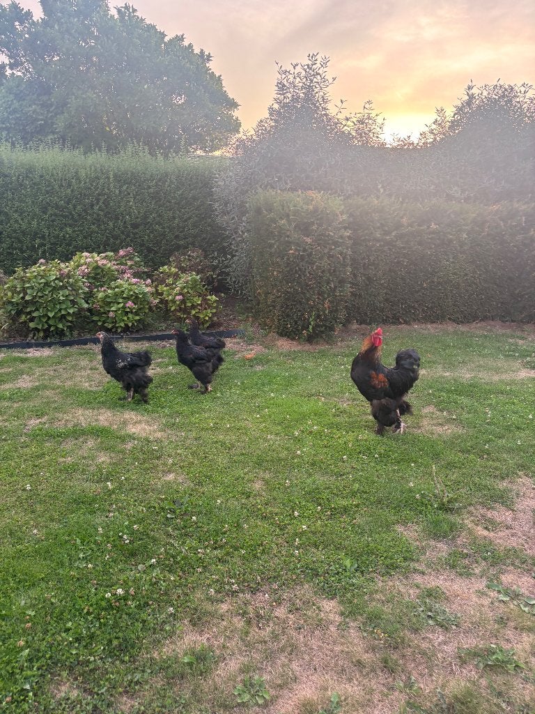 4 Brahma hanen, Dieren en Toebehoren, Pluimvee