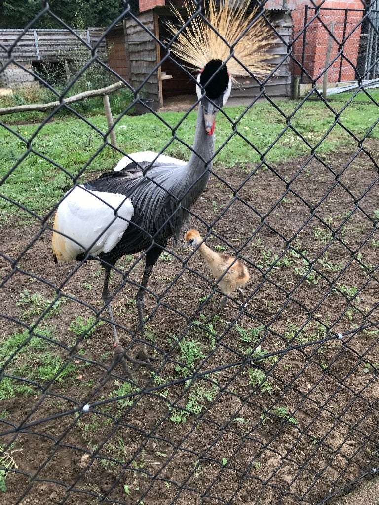 Kroonkraanvogel hen, Dieren en Toebehoren, Pluimvee, Vrouwelijk, Overige soorten
