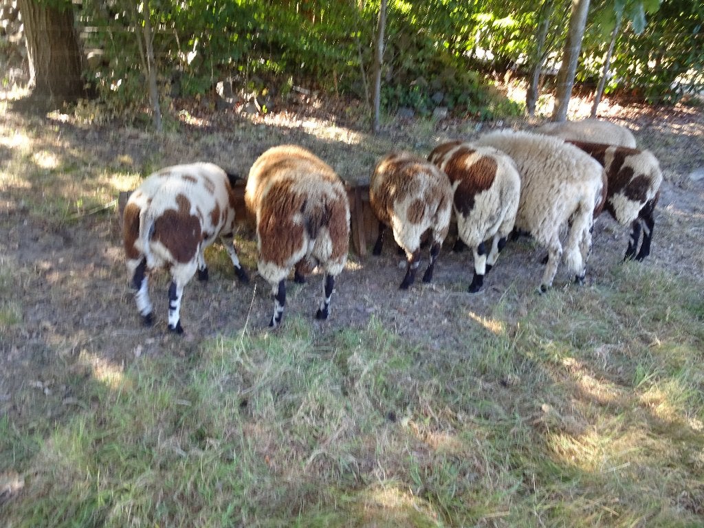 Schapen rammen, Dieren en Toebehoren, Schapen, Geiten en Varkens, Mannelijk, Schaap, 0 tot 2 jaar