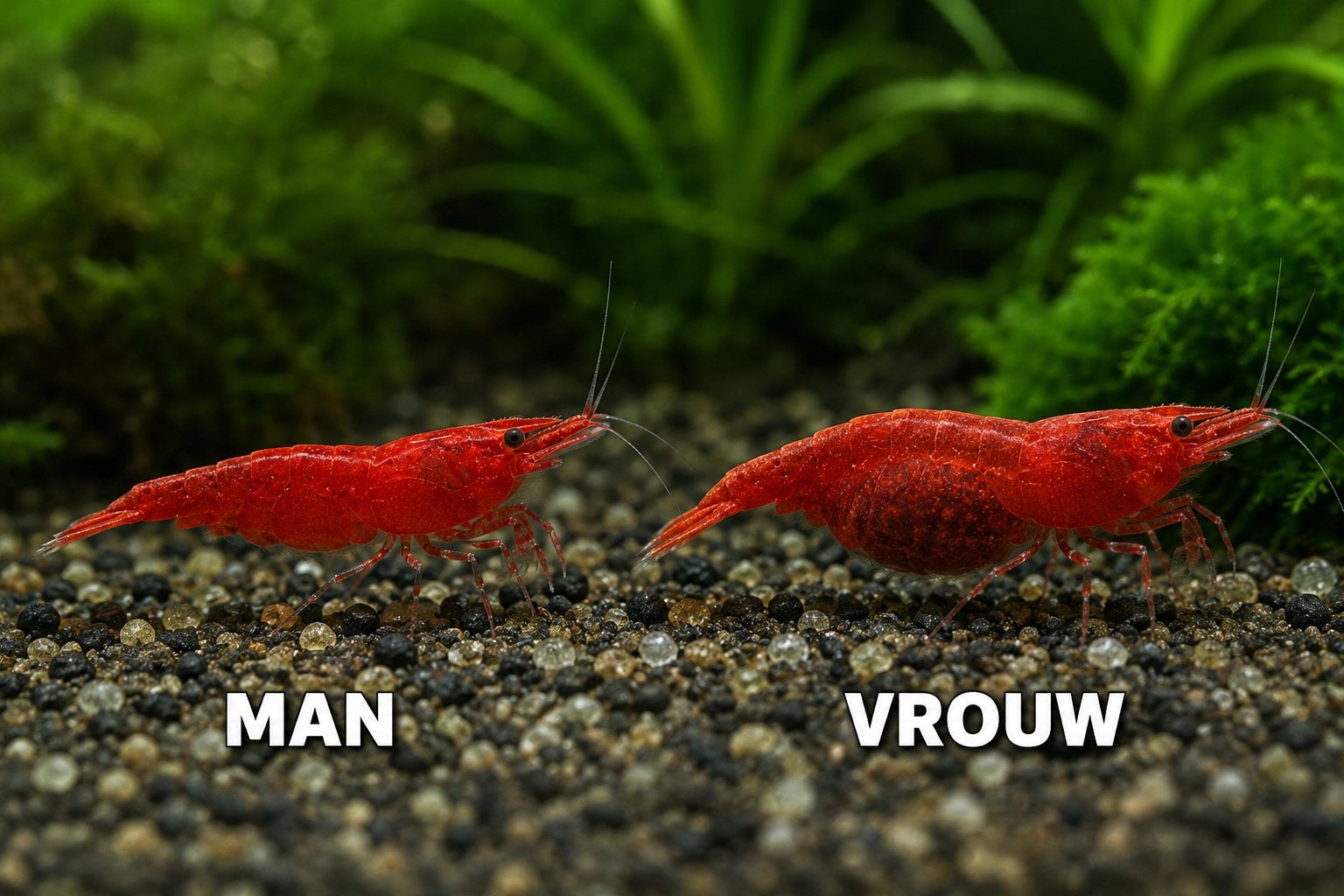 Neocaridina Red cherry garnalen / Shrimp, Kreeft, Krab of Garnaal, Zoetwatervis, Schoolvis